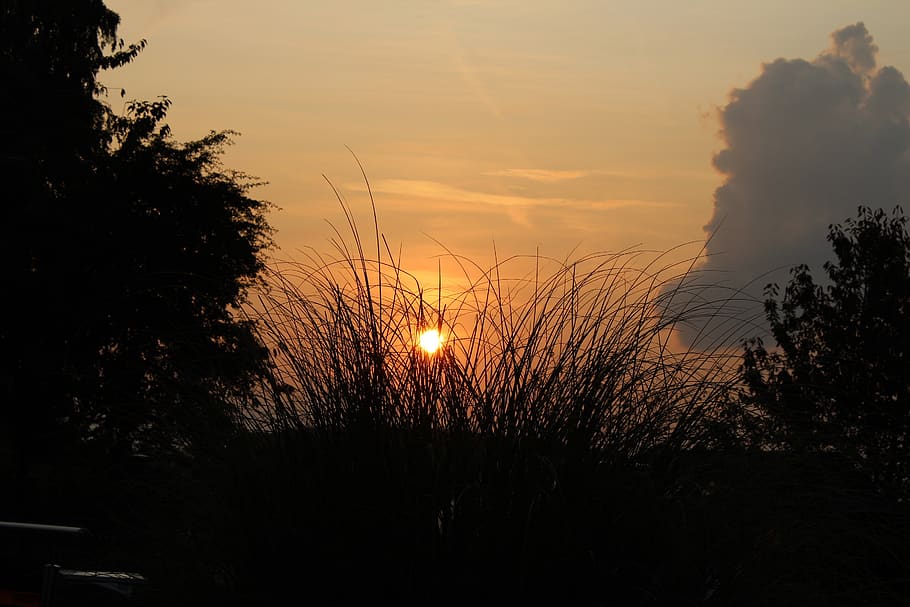 sunset, twilight, dusk, mood, evening, clouds, sky, plant, beauty in nature HD wallpaper
