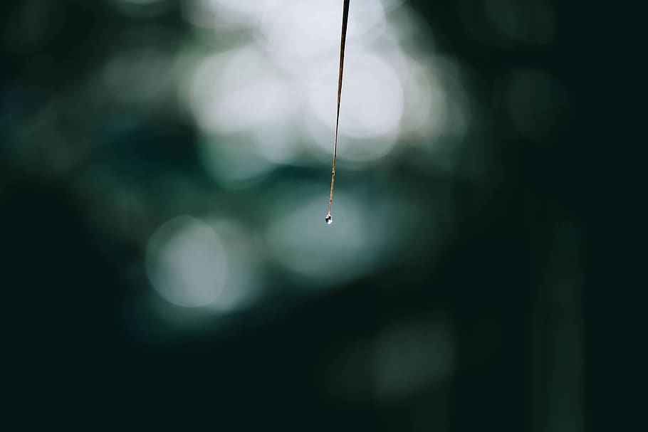 dew, drop, stick, leaf, water, focus on foreground, nature HD wallpaper