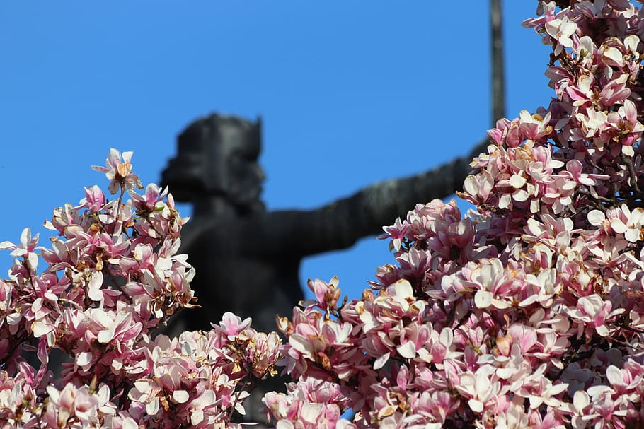 monument, king tomislav, statue, historically, sculpture, pink magnolia flowers HD wallpaper