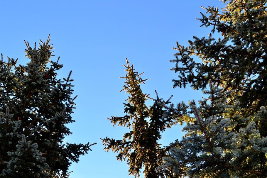 trees, pine, forest, sunset, plant, growth, sky, low angle view HD wallpaper
