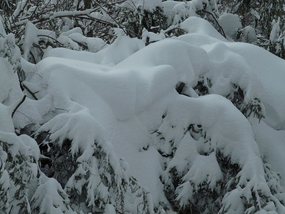 snow goblins, winter, cold temperature, beauty in nature, no people HD wallpaper