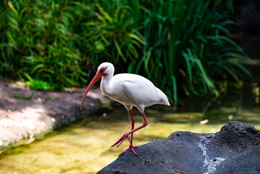 ibis, white, bird, florida, avian, wildlife, animal, animal themes HD wallpaper