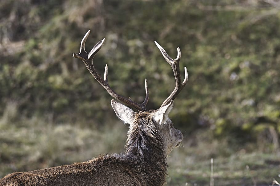 deer, animal, tree, plant, nature, leaves, fall, forest, wildlife HD wallpaper