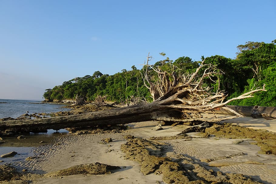 beach, sea, wandoor, log, tree, uprooted, dried, foliage, vegetation, HD wallpaper