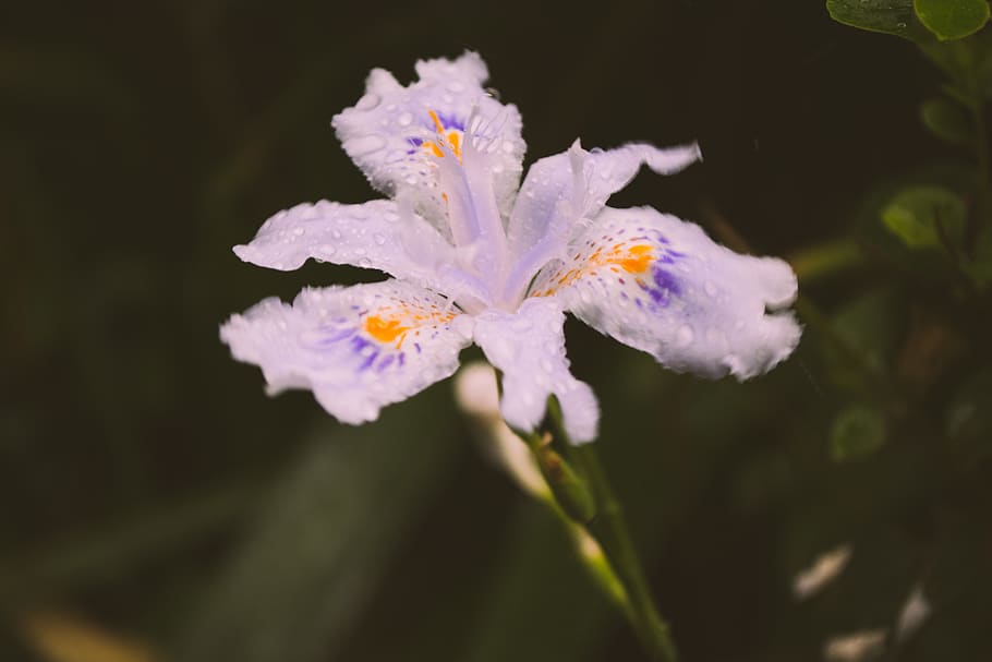 china, chengdu, flower, flowering plant, vulnerability, fragility HD wallpaper