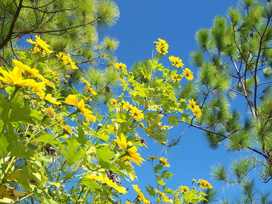 pine trees, blue sky, spring, wildflowers, daisies, plant, yellow HD wallpaper