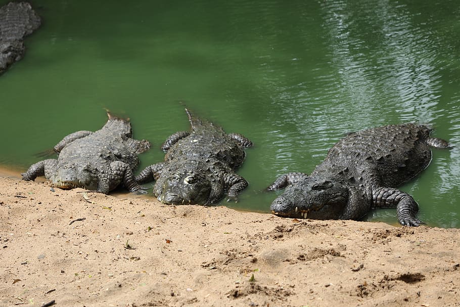 crocodile, pond, beach, water, animals in the wild, animal wildlife HD wallpaper