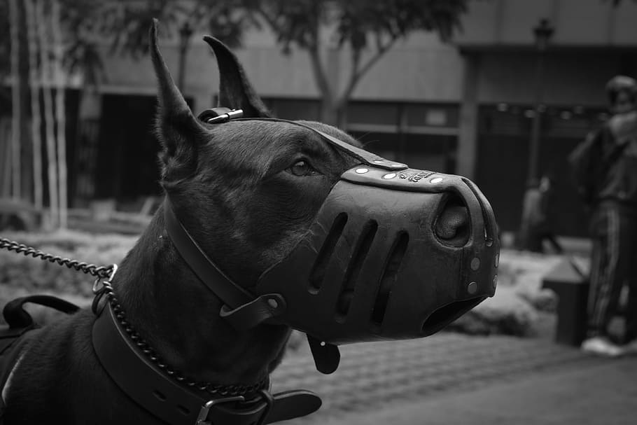 Close-Up Photo of Doberman Pinscher With Black Muzzle, animal HD wallpaper