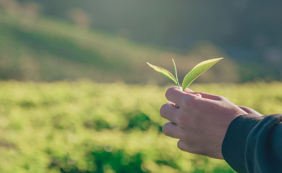 Person Holding Green Leaf, beautiful, blur, bright, daylight HD wallpaper