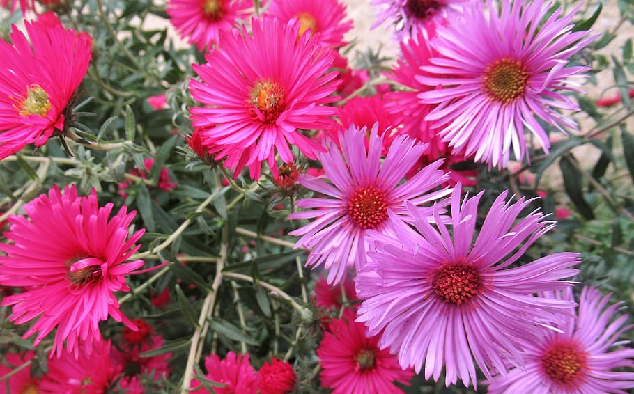 autumn, garden, flora, flowering plant, freshness, petal, fragility HD wallpaper