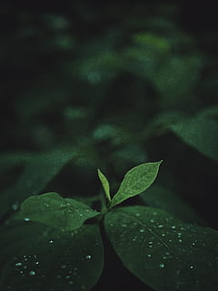 leaf, plant, flora, savage, united states, green, drop, simple HD wallpaper