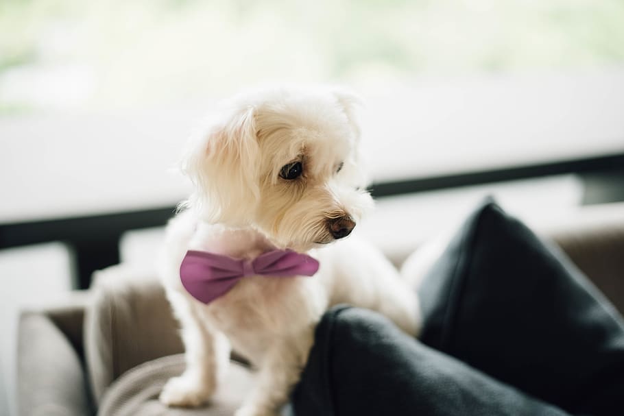 wedding, pets, domestic, domestic animals, one animal, dog HD wallpaper