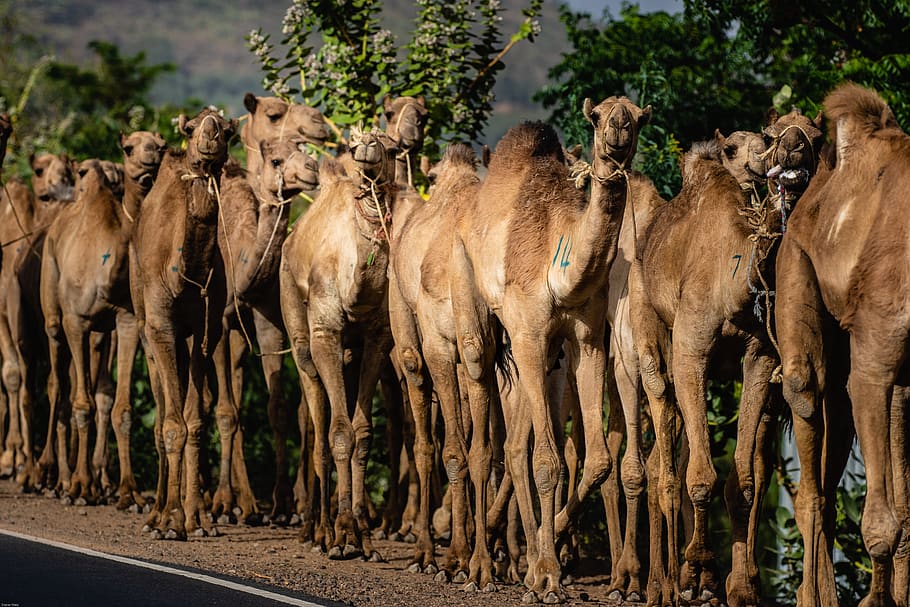 ethiopia, africa, dromedary, camel, caravan, developing country, HD wallpaper
