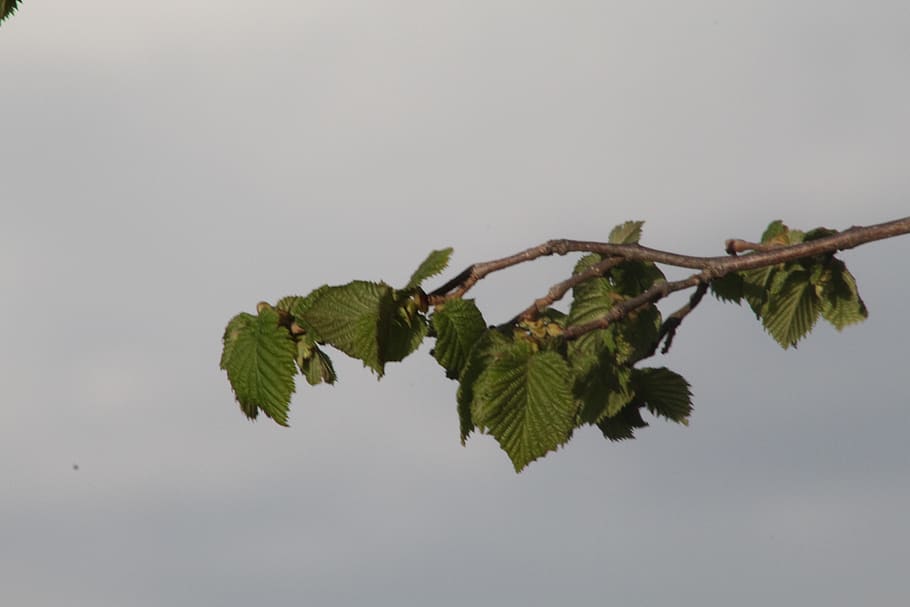 italy, avellino, leaf, plant part, nature, sky, copy space HD wallpaper