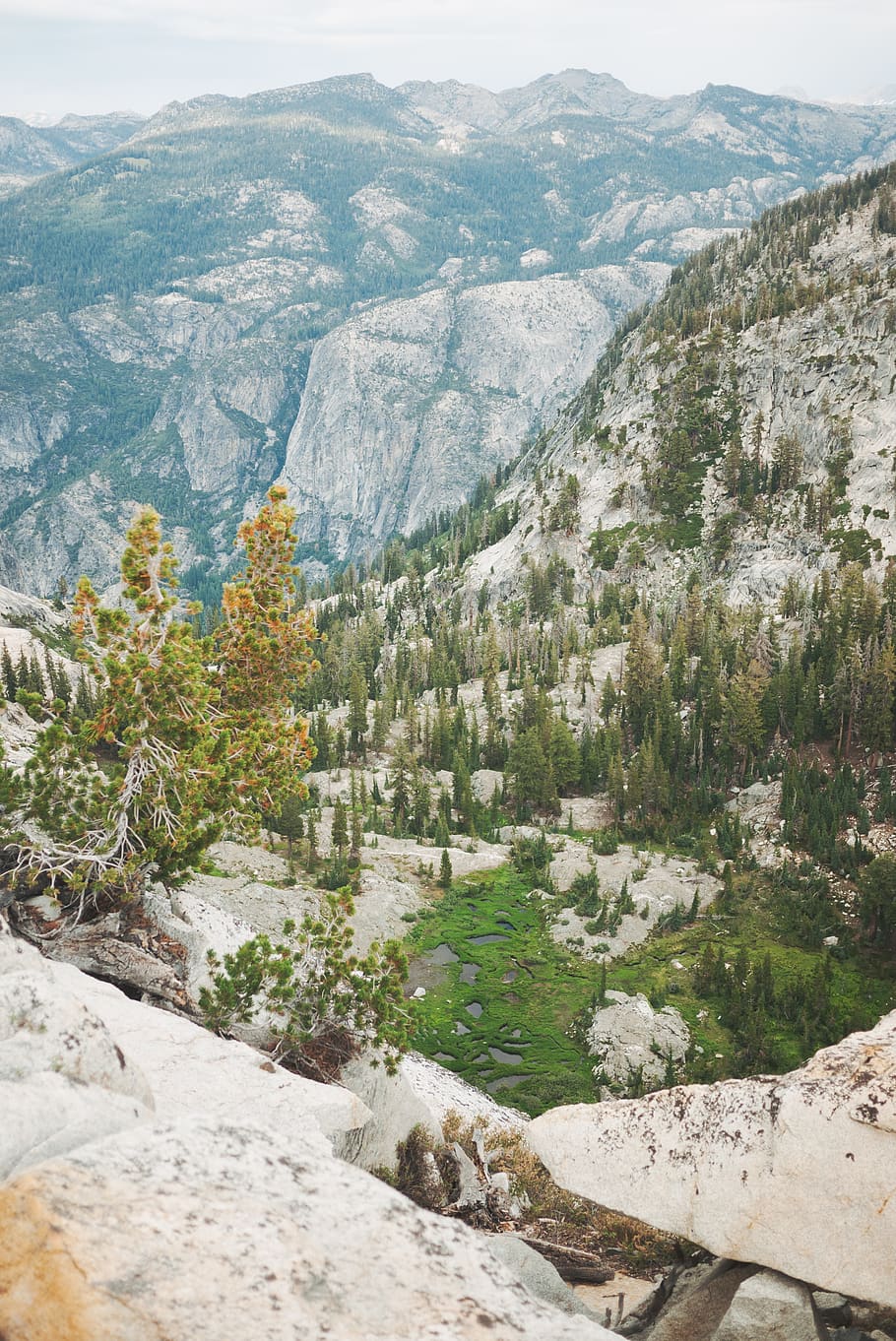 green trees on mountains, plant, fir, abies, conifer, nature HD wallpaper