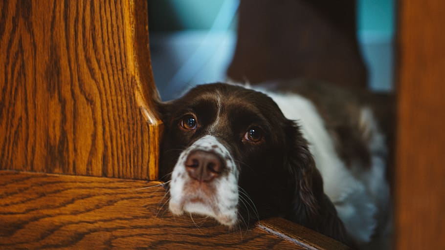 selective focus photography of black and white dog, wood, hardwood, HD wallpaper