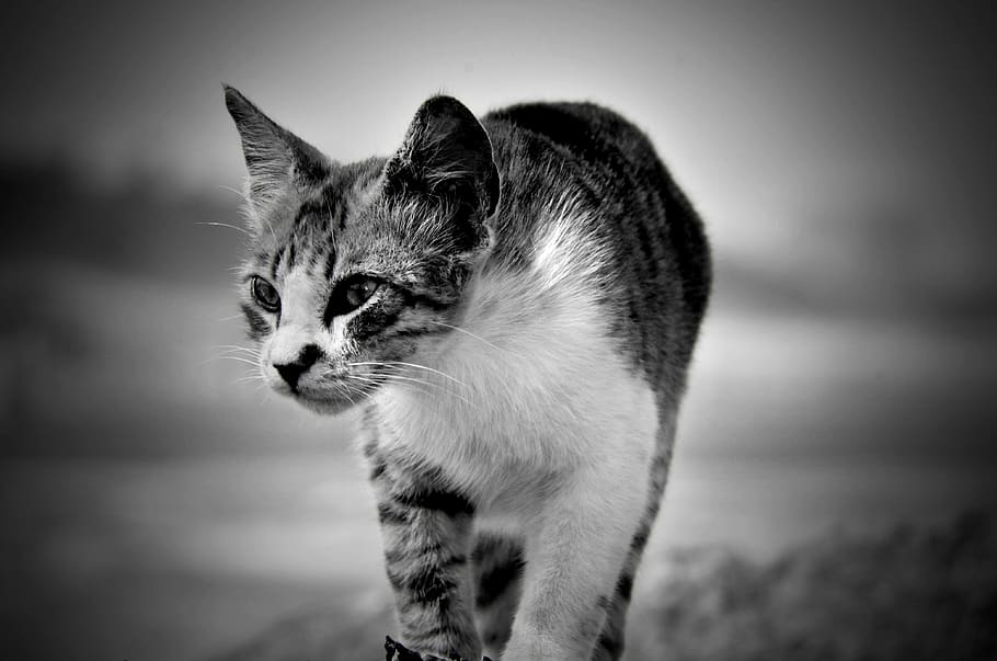 cat, animal, cute, mammal, portrait, kitten, eye, looking, fur HD wallpaper