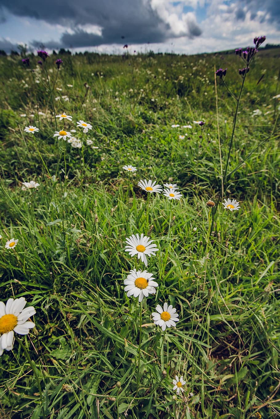 australia, dorrigo, field, wildflowers, grass, paddock, daisy HD wallpaper