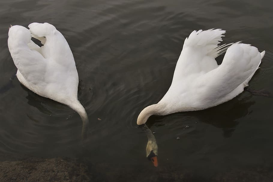 swan, diving, two, swim, plumage, feather, birds, white, swans HD wallpaper