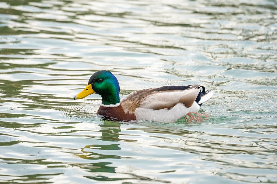 Mallard duck on water, animal, bird, waterfowl, teal, anseriformes, HD wallpaper