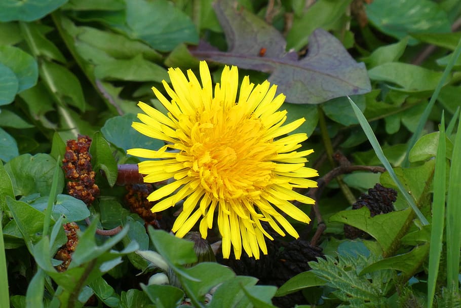 dandelion, berm, flower, spring, botany, bloom, weeds, yellow HD wallpaper