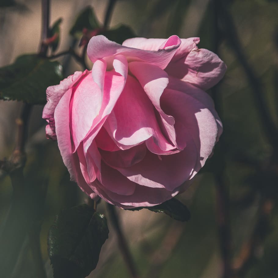 pink rose, blossom, plant, flower, geranium, petal, acanthaceae HD wallpaper