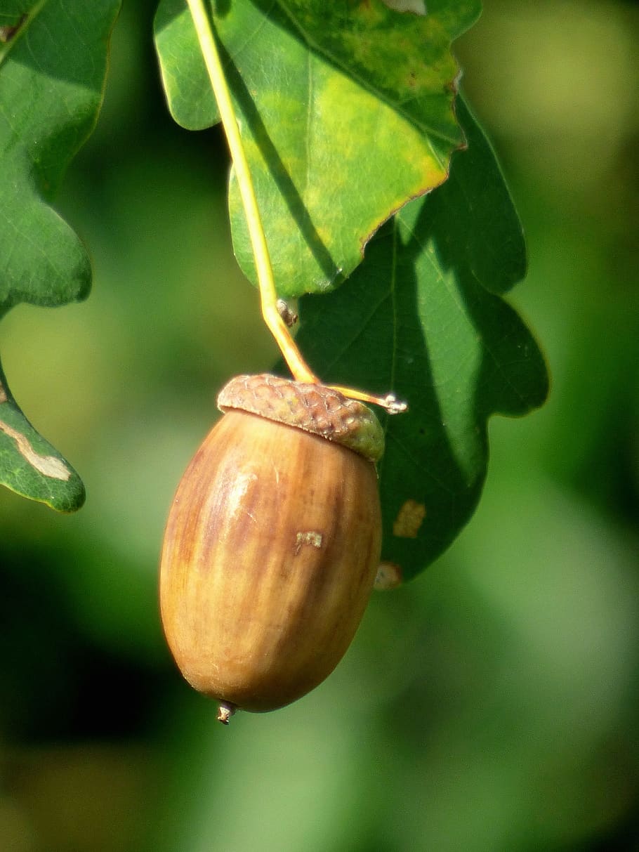 acorn, leaves, nature, tree, oak, fruit, branch, color, food and drink HD wallpaper