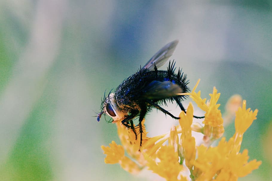 black bee perching on yellow flower, pedal, bug, insect, wing HD wallpaper