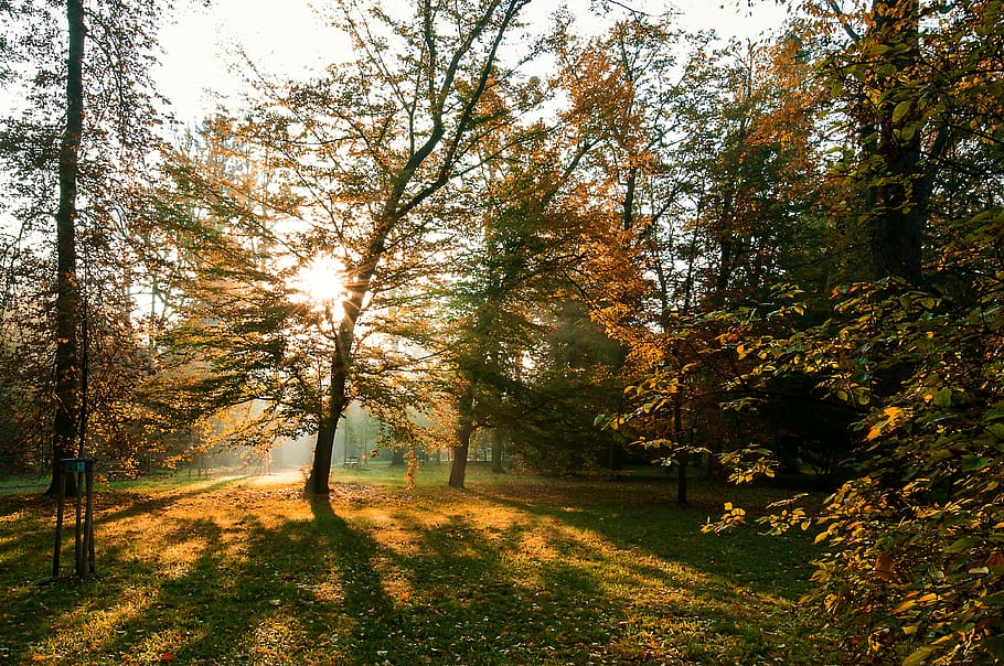 tree, sun, nature, mood, park, atmosphere, rays, plant, autumn HD wallpaper