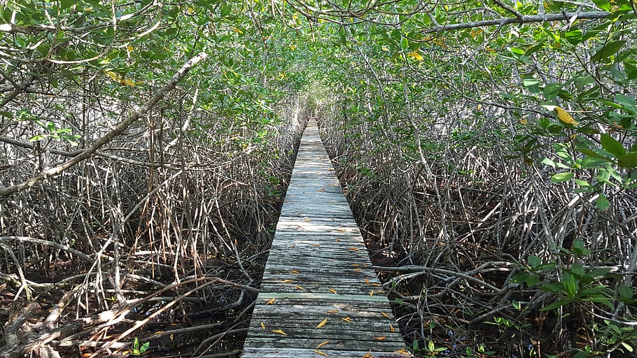 brazil, state of bahia, manguezal, green, trees, nature, mangrove, HD wallpaper