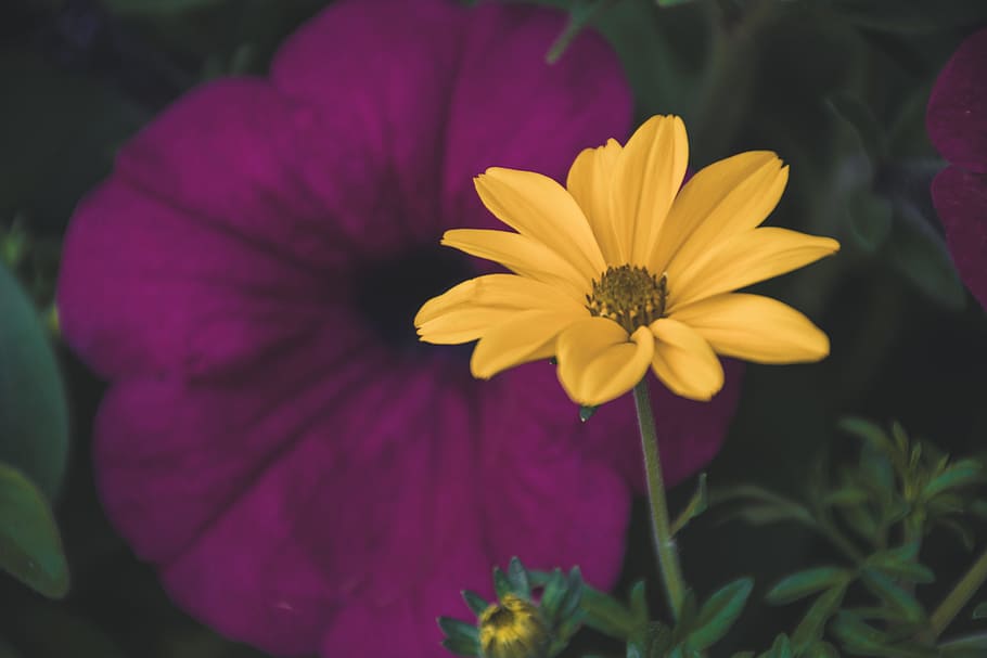 Selective Focus Photography Of Yellow Daisy Flower, bloom, blossom HD wallpaper