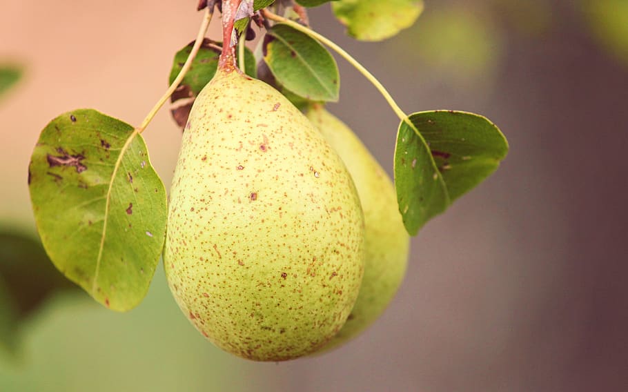 pear, fruit, pyrus, depend, mature, green, healthy, eat, fresh HD wallpaper