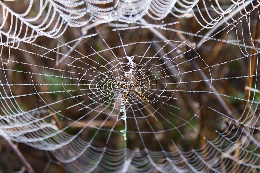 spider, spider web, network, dew, dew drops, dew drops on the web HD wallpaper