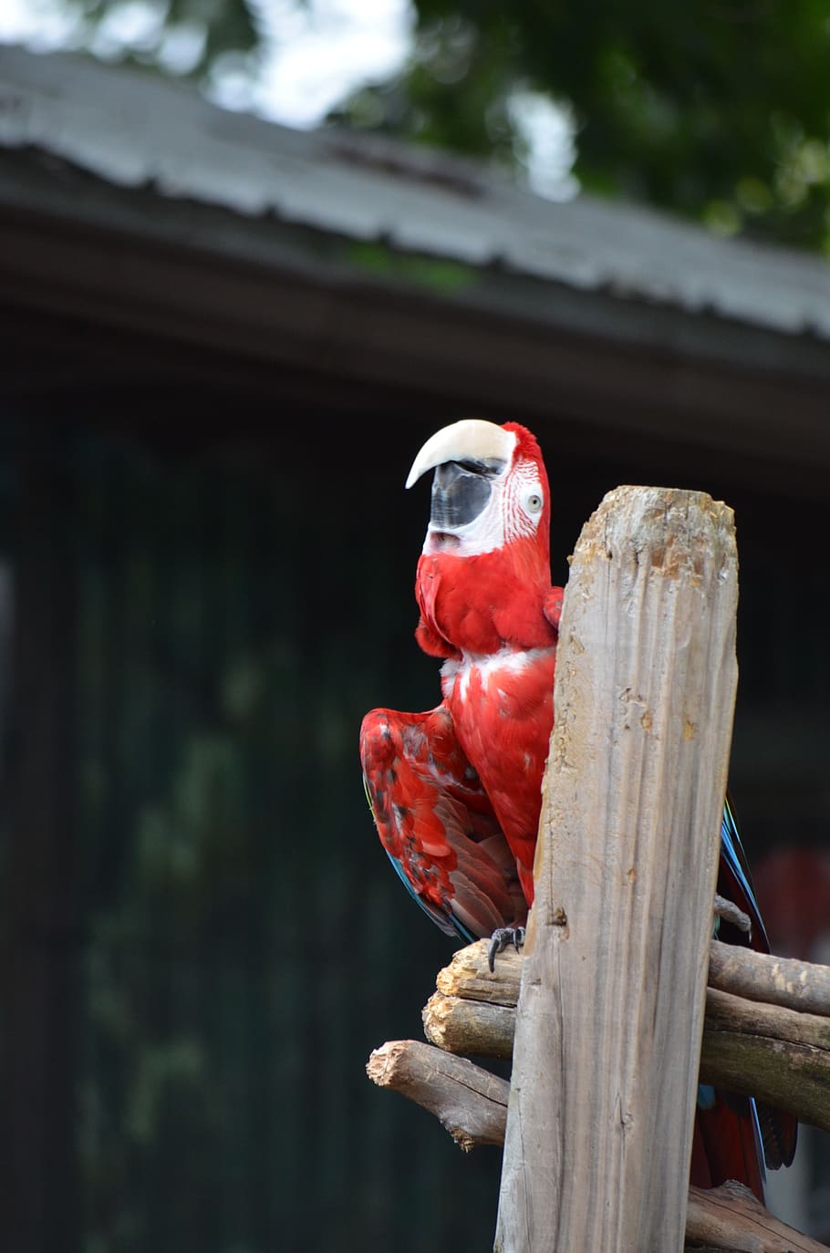 red, macaw, parrot, bird, plumage, colorful, nature, animal HD wallpaper