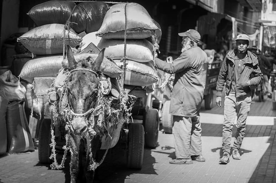 marrakesh, morocco, black and white, donkey, street life, cart, HD wallpaper