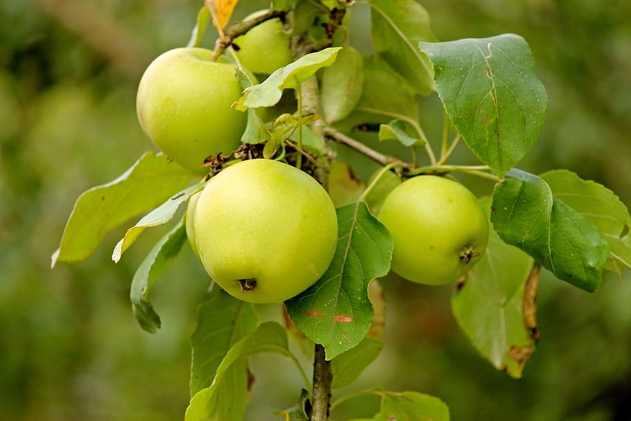 apple, fruit, green, depend, apple tree, fresh, healthy, vitamins HD wallpaper