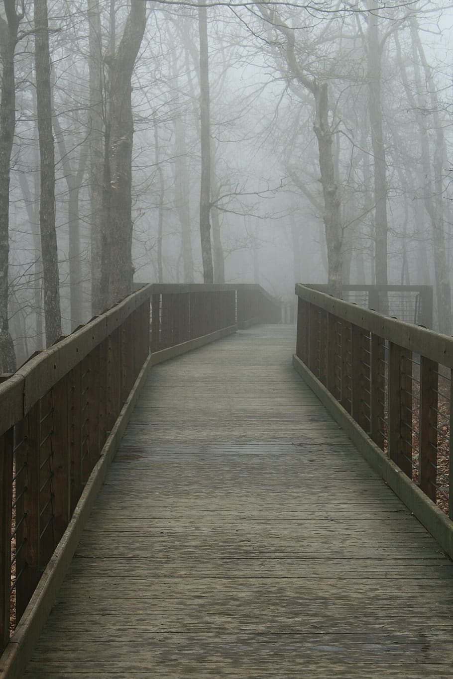 fog, forest, trees, walkway, path, wood, pier, nature, direction HD wallpaper