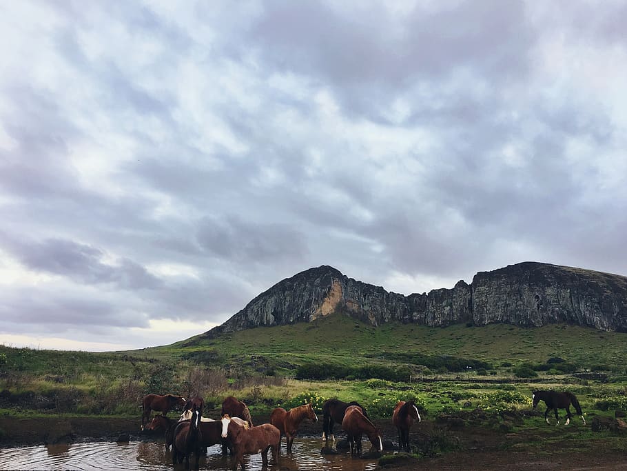 easter island, chile, wild, cliffs, green, clouds, horses, cloudy HD wallpaper