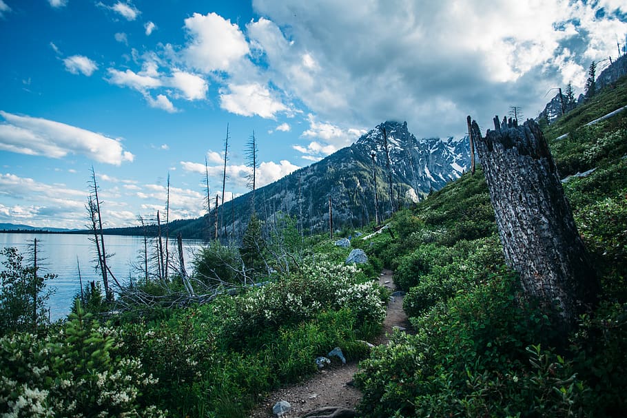 green tress, tree, forest, mountain, grand teton national park HD wallpaper