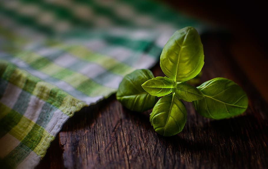 Shallow Focus Photography of Green Leaves, basil, color, fresh HD wallpaper