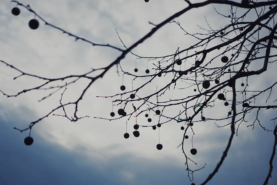 fall, winter, tree, dead tree, sky, cold, snow, cloud - sky HD wallpaper