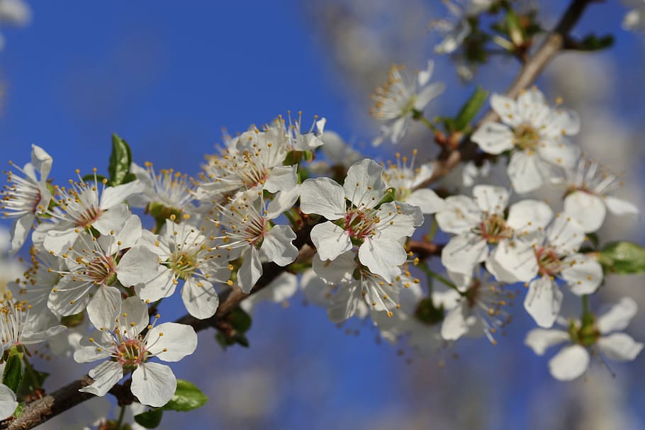 flowers, white, casey, tree, spring, nature, bloom, supplies HD wallpaper