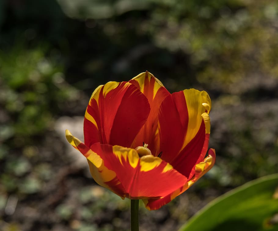 tulip, blossom, bloom, spring, garden, nature, flora, red, flower HD wallpaper