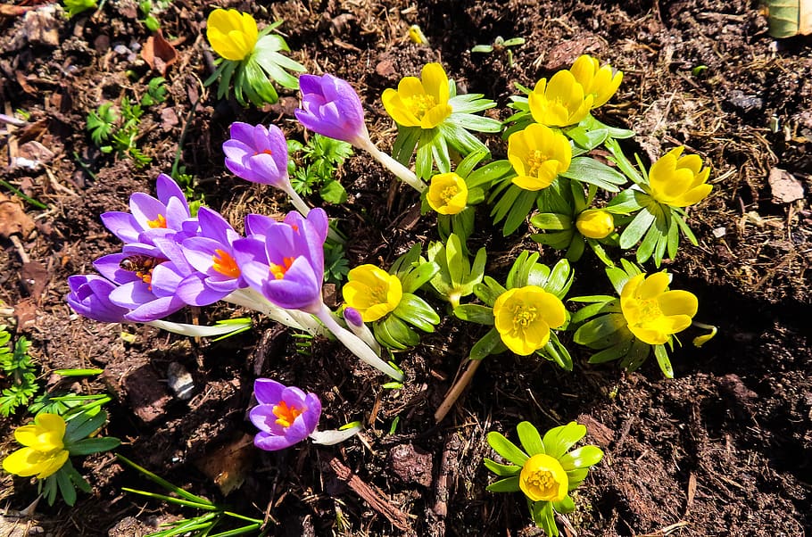 nature, flowers, spring, blossom, bloom, crocus, winterling HD wallpaper