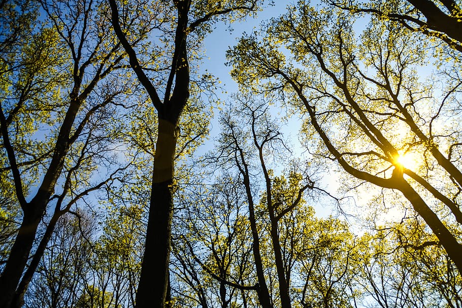 Thin Trees With Small Green Leaves, branches, forest, nature HD wallpaper