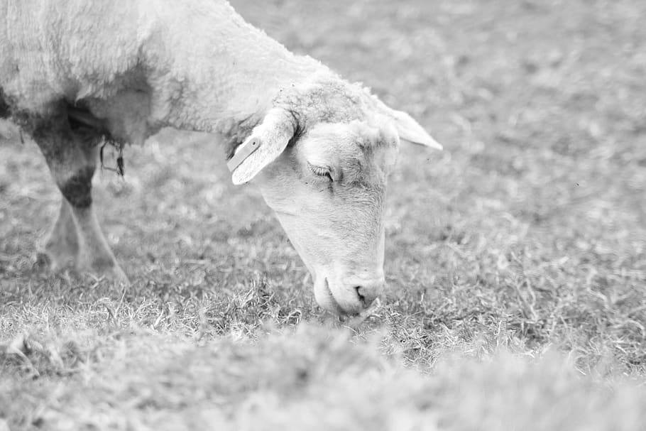taiwan, animal themes, domestic animals, mammal, livestock HD wallpaper
