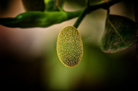 jackfruit, small, natural, cute, close-up, food and drink, plant HD wallpaper