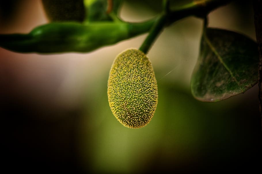 jackfruit, small, natural, cute, close-up, food and drink, plant HD wallpaper