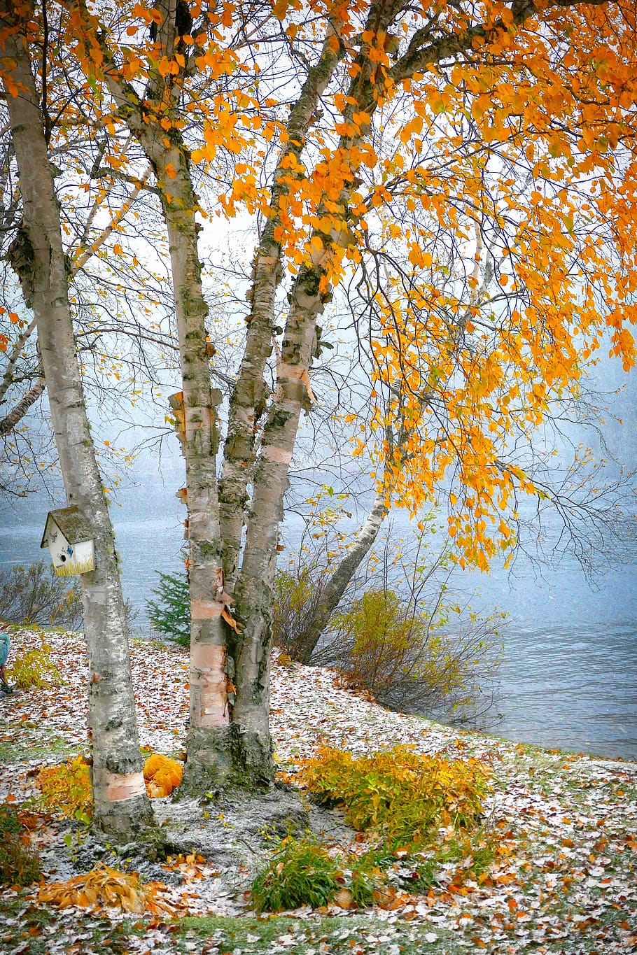 birch, nature, landscape, trees, wood, lake, water, colors HD wallpaper