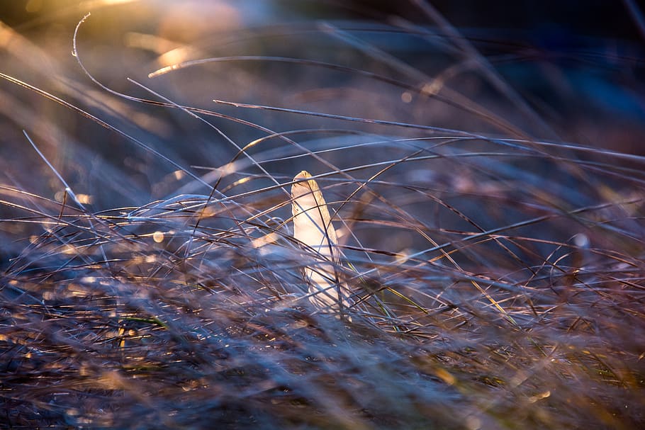 nature, feather, grass, evening, selective focus, no people HD wallpaper